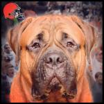 Cleveland Browns Mascot Swagger