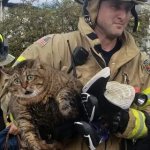 Horrified Fire Cat
