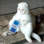 Beer Cat