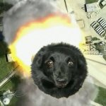 Missile dog meme