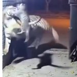 Not about the size of the cat