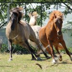 Horses running