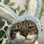 Toby the unhappy cat