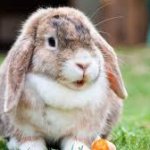 surprised rabbit