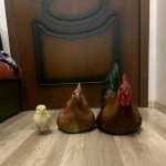 chicken family