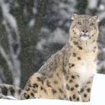 Snow Leopard