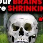 Our BRAINS Are SHRINKING