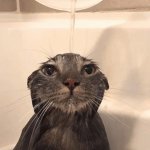 Cat in sink