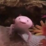 Happy Axolotl GIF Template