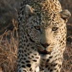 Leopard feeding time