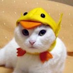 Duck hat cat