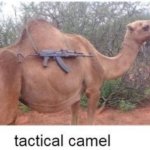 tactical camel meme