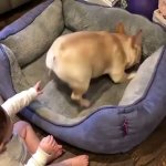 Dog Bed Toddler Finger