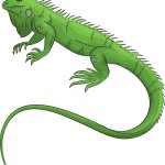 Iguana