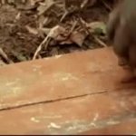 diy orangutan GIF Template