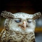 Stoned Owl