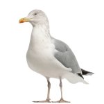 Seagull Standing
