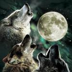 3 Wolves and moon