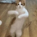 rumblin cat GIF Template