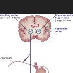 Emetic center of the brain