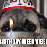 Pug birthday week | BIRTHDAY WEEK VIBES | image tagged in pug birthday week | made w/ Imgflip meme maker