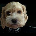 Ivy thinks you're hiding treats under the floorboards