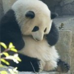 sad panda