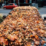 Car Fall Leaves