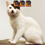 Hitler Cat | 🙋🏿🙋🏿🙋🏿 | image tagged in hitler cat | made w/ Imgflip meme maker