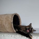 Jezabel - screaming cat