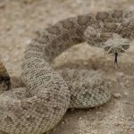 ROCKLESNAKE template