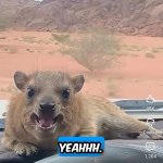 dutch rodent love anyone?