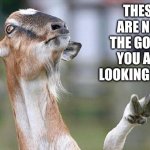 Goat influencers | THESE ARE NOT THE GOATS YOU ARE LOOKING FOR... | image tagged in billy goat no thanks,memes,these aren't the droids you were looking for,star wars,goats,jedi mind trick | made w/ Imgflip meme maker