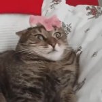 Flower Cat GIF Template