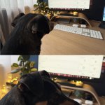 Companio Panicking Dog