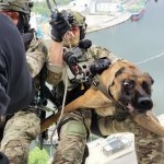 Dog zip line freakout