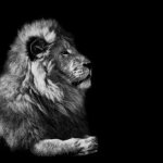 The lion