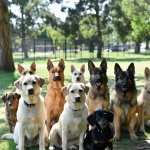 No Kings for K-9s Protest Dogs in a row park meme