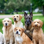 No Kings for K-9s Protest Dogs in a row park meme