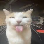 cat sticking tounge out