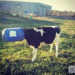 cow in container