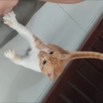 Meow GIF Template
