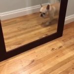 meargeo GIF Template