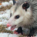 squeaky possum
