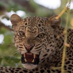 African leopard (Panthera pardus pardus)
