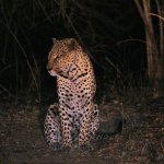 The leopard (Panthera pardus) i