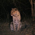 The leopard (Panthera pardus)