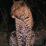 The leopard (Panthera pardus)