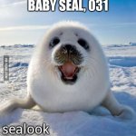 Seal of Approval | BABY SEAL, 031; sealook | image tagged in seal of approval | made w/ Imgflip meme maker