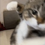 Punched by cat
